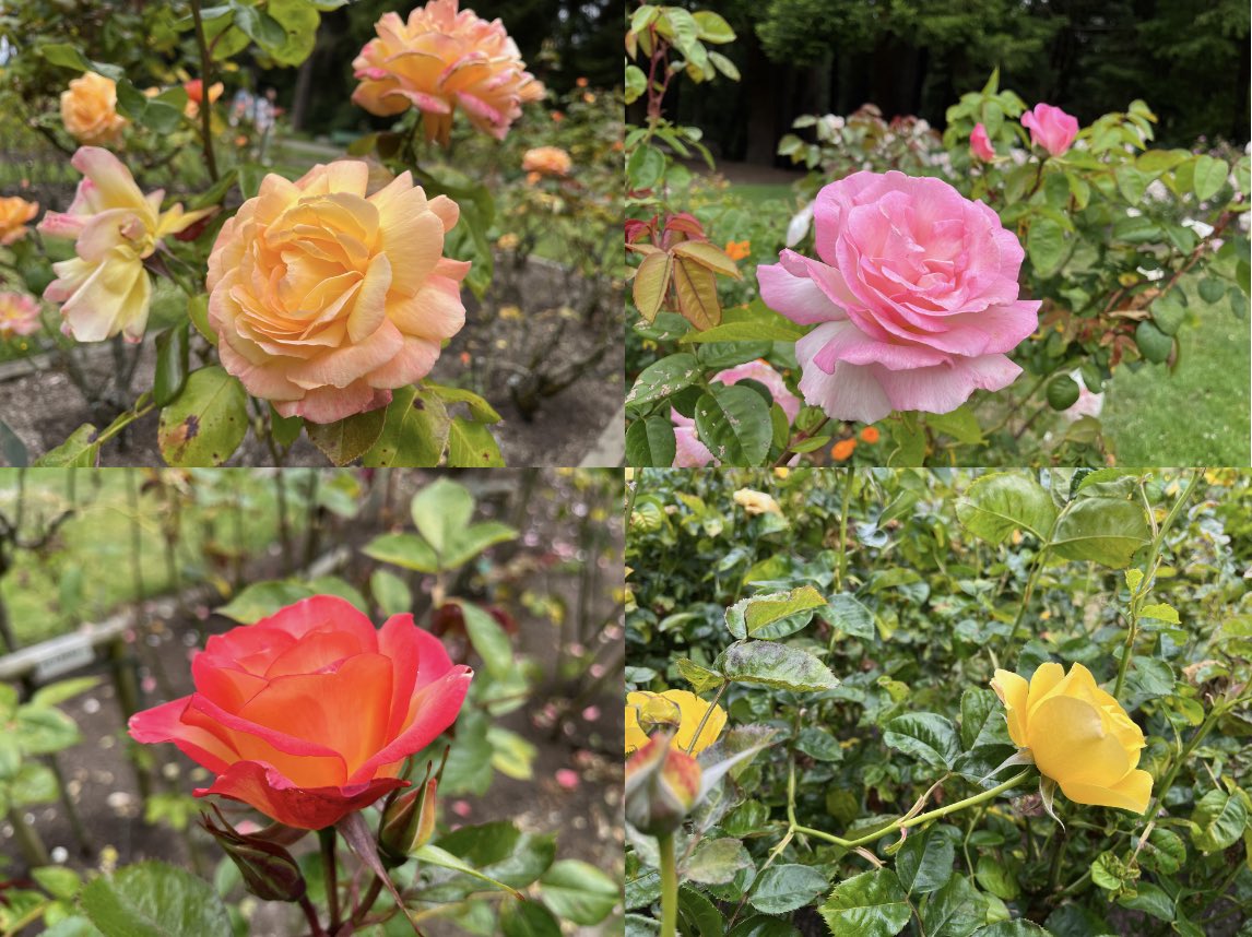 Everything’s coming up roses in Golden Gate Park’s rose garden!

“Classic Beauty” Insights:

hikingautism.com/insights--hike…

#hiking #autism #nature #flowers #roses #sanfrancisco #goldengatepark #summer #outdoors #freshair #selfcare #disabilities #hope #gratitude