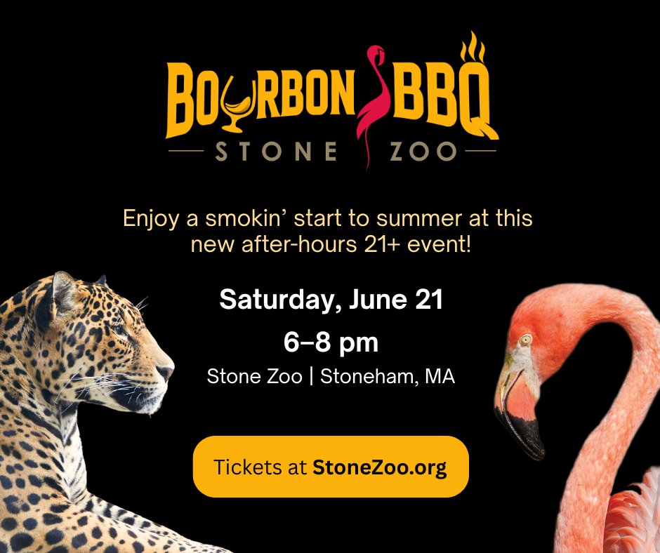 Get your summer sizzling at our first-ever 21+ Bourbon &amp; BBQ event at Stone Zoo next Saturday, June 21! 🔥 

Tickets on sale now ➤ zoonewengland.org/engage/bourbon…