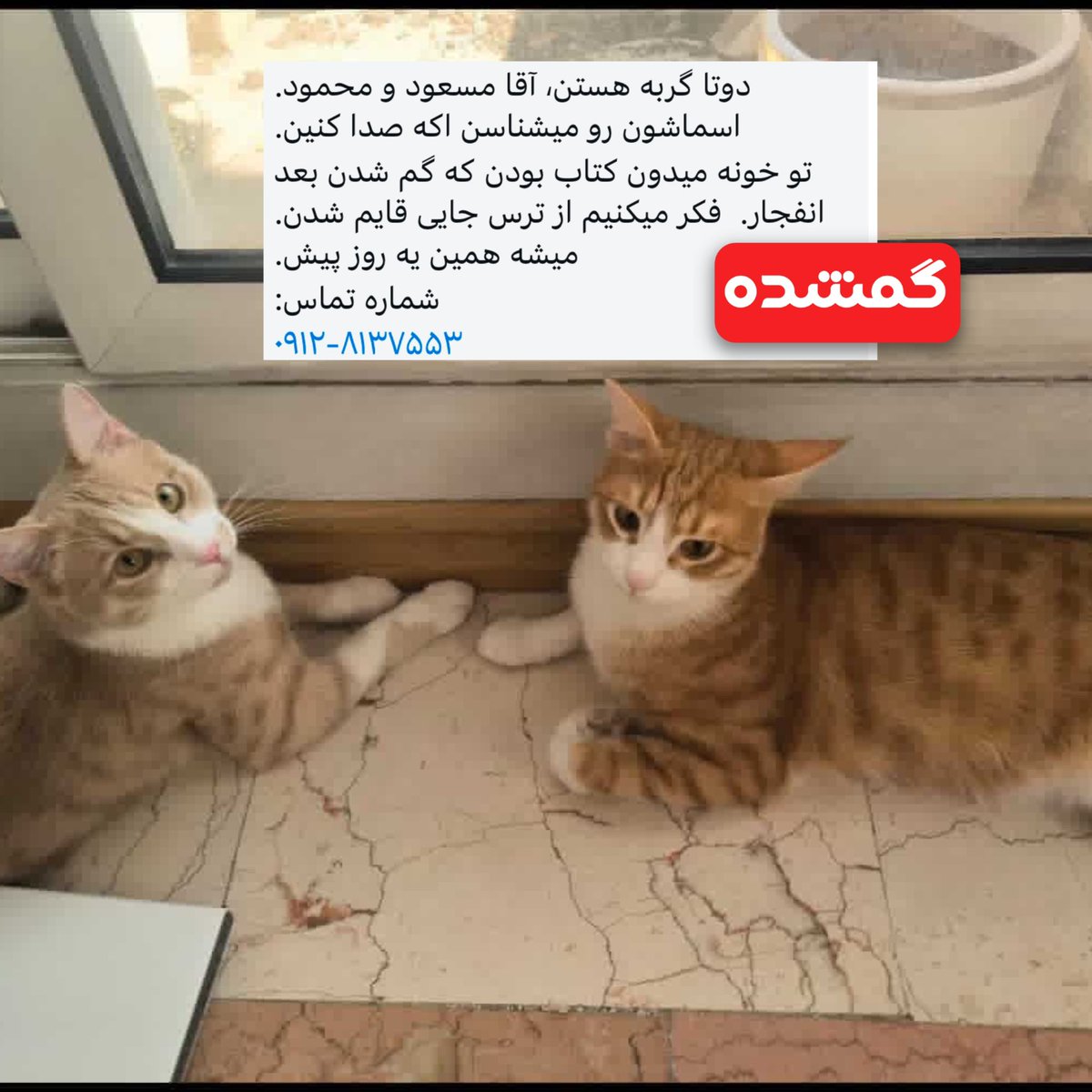 petkoo (@pet__koo) on Twitter photo 