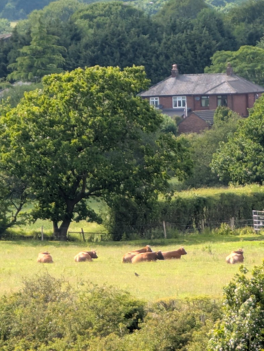 comp3int's tweet image. Who would actually choose to live in a major city when you can have cows roaming around at your back garden?