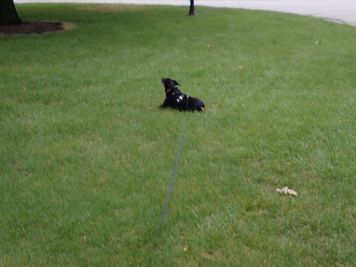 Rosie Park Adventures
Pic 3 - Taking the time to stop and pee on the flowers
Pic 4 - I just missed her rolling in the grass