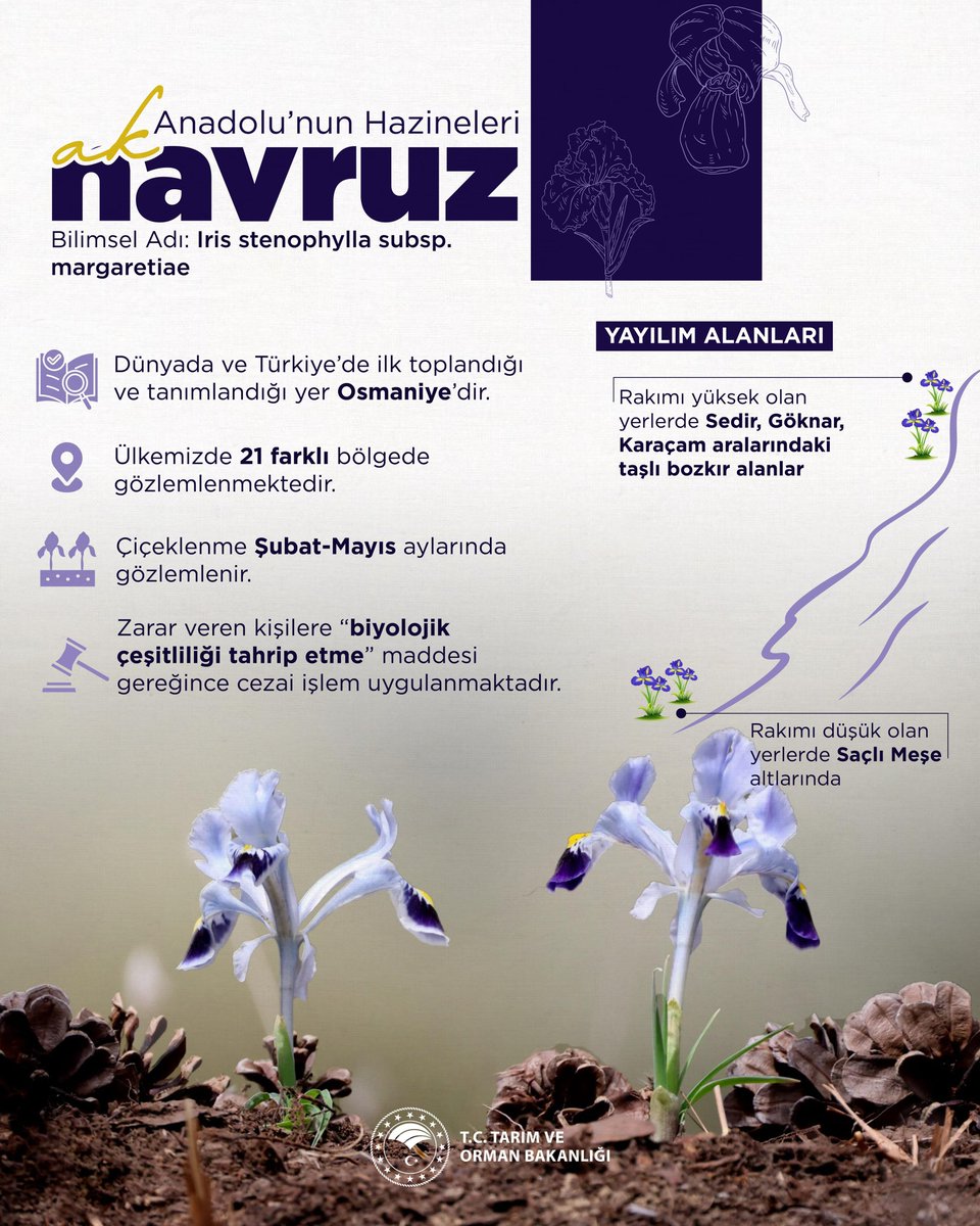 🤔 Yalnızca ülkemizde yetişen, eşsiz güzelliğiyle doğaya zarafet katan "Ak Navruz" hakkında neler biliyorsunuz?

Yaşat - Koru - Sev <a href="/milliparklar/">Doğa Koruma ve Milli Parklar Genel Müdürlüğü</a>