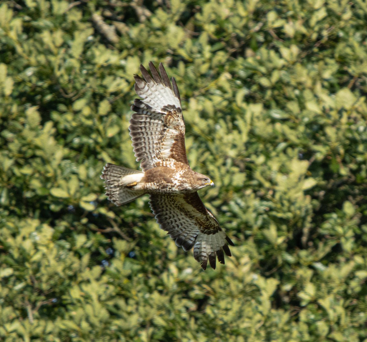PDKImages's tweet image. When the sun shines and nature soars above you, the only thing to do is stand still, watch and smile.
Common Buzzard
Happy Saturday kids
#holmfirth #buzzard #birdwatching