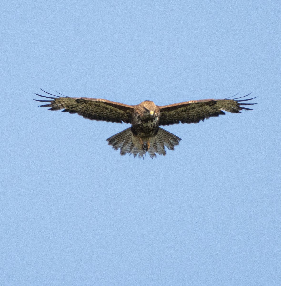 PDKImages's tweet image. When the sun shines and nature soars above you, the only thing to do is stand still, watch and smile.
Common Buzzard
Happy Saturday kids
#holmfirth #buzzard #birdwatching