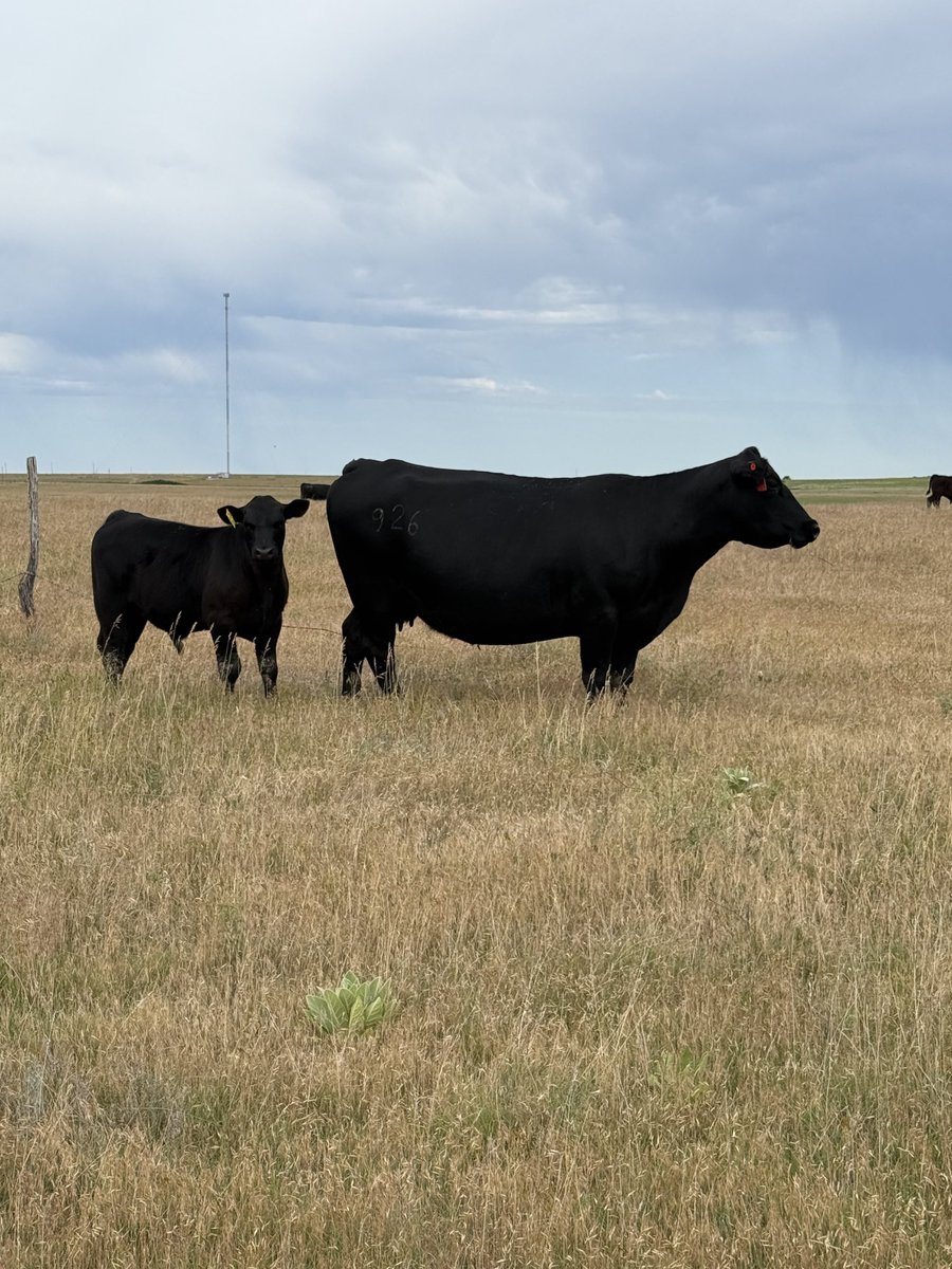 TPBcattle's tweet photo. Rotating cattle to fresh grass on a cool morning after a good rain last night. Does life get much better? https://t.co/yrDTWl15SY