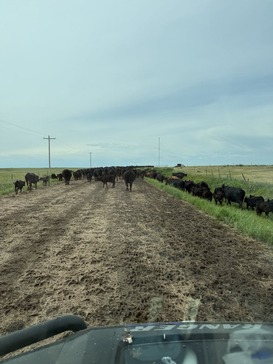 Rotating cattle to fresh grass on a cool morning after a good rain last night. Does life get much better?