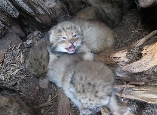 the Persian (Iranian) manuls look so silly :D