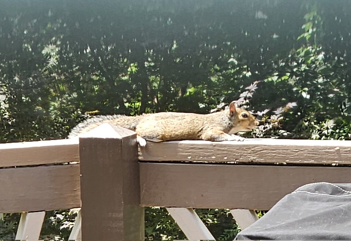 I just literally had a Squirrel Moment as I was making brunch (sunny side up egg too, eek!)   Dude is sunbathing on my deck rail! 😆😍 Jealous!  Too busy too and it'll rain when I'm ready for some solo time