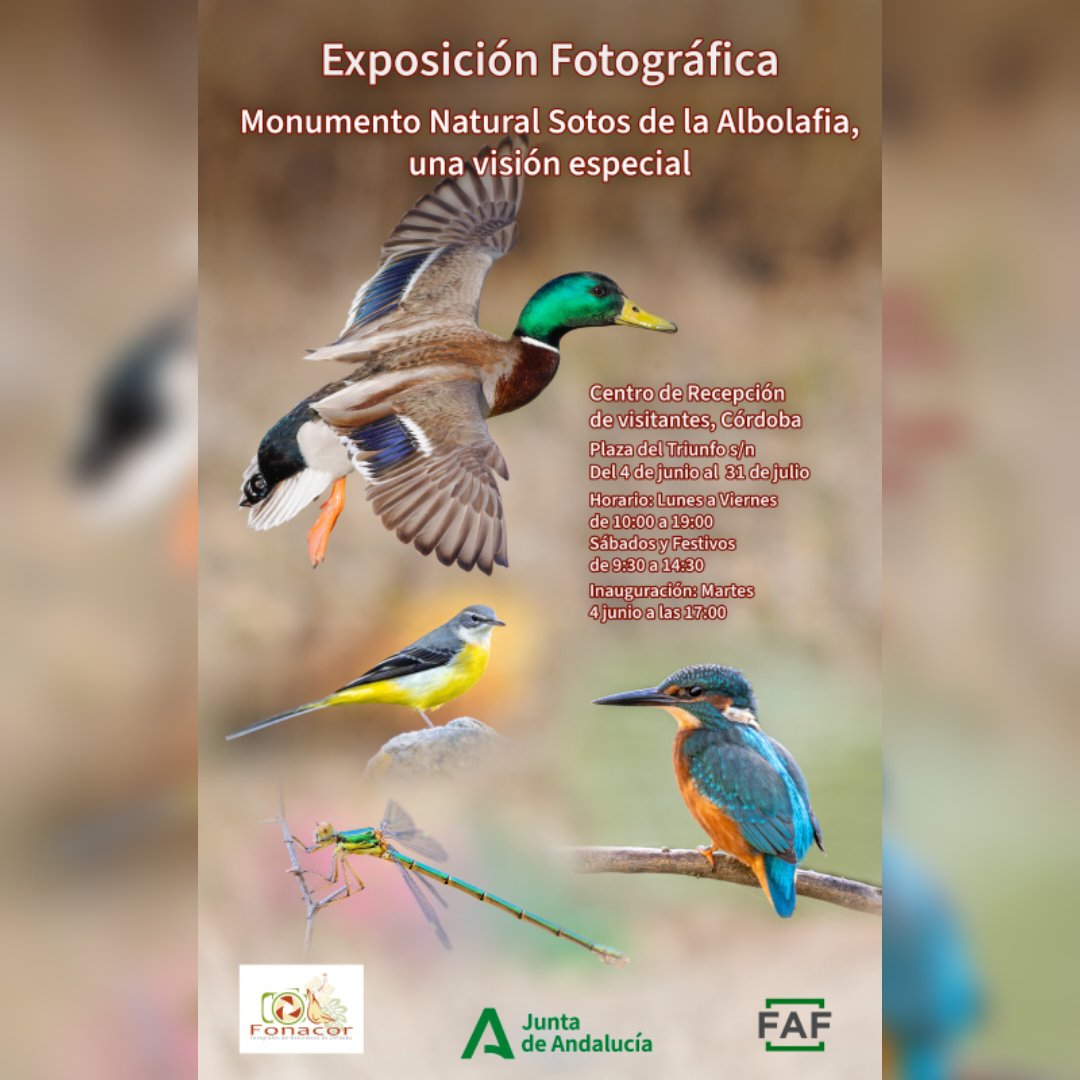 Rafael Martinez Ruedas (@rafamartinez_dt) on Twitter photo "¡Descubre la belleza natural de Córdoba! 🌿📸
La exposición de <a href="/MedioAmbAND/">Consejería de Sostenibilidad y Medio Ambiente</a> "Monumento Natural, Sotos de la Albolafia, una visión especial"
40 impresionantes fotografías de FONACOR que capturan la esencia de este espacio natural protegido. ¡Visítala antes del 31 de julio! "¡Descubre la belleza natural de Córdoba! 🌿📸
La exposición de <a href="/MedioAmbAND/">Consejería de Sostenibilidad y Medio Ambiente</a> "Monumento Natural, Sotos de la Albolafia, una visión especial"
40 impresionantes fotografías de FONACOR que capturan la esencia de este espacio natural protegido. ¡Visítala antes del 31 de julio!