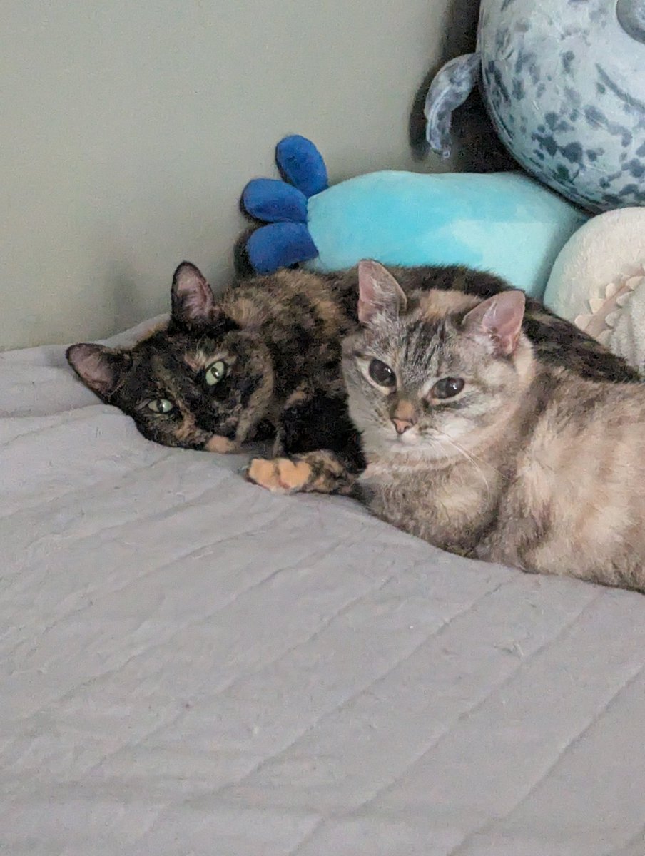 highfive_4's tweet image. So little update, I done messed up my shoulder again. Majority of you all know the details but if you don't feel free to message me on discord. Won't be in VR until next weekend basically. Have cat pictures though