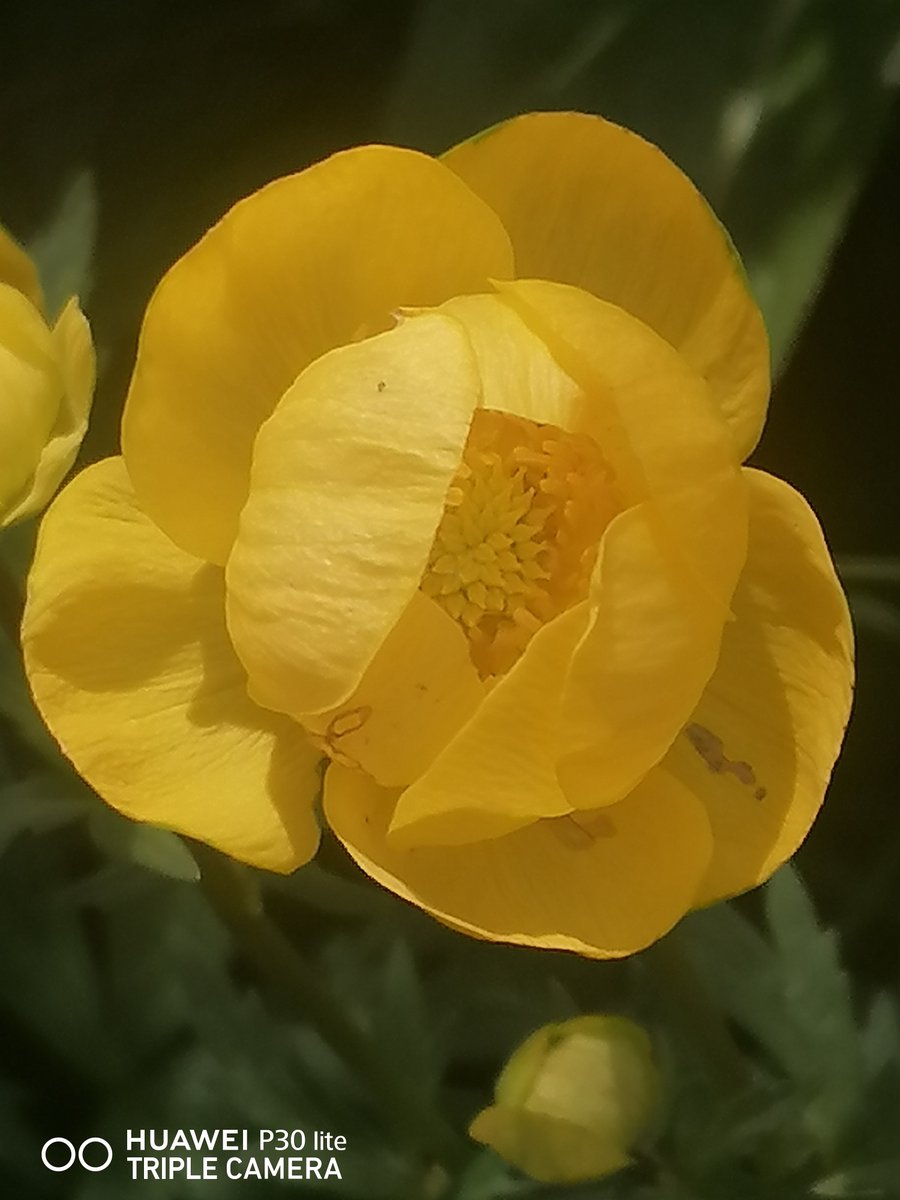Rambling Ray (@ray_rambling) on Twitter photo Jaw dropping sight Waitby Greenriggs NR this week. Globeflower Trollius europaeus, most Beautiful Buttercup member I've seen! 5-15 sepals construct the globe. Confined to far Northern Britain, cool damp climate critical to survival <a href="/BSBIbotany/">BSBI: Botanical Society of Britain & Ireland</a> <a href="/wildflower_hour/">wildflowerhour</a> #wildflowerhour Jaw dropping sight Waitby Greenriggs NR this week. Globeflower Trollius europaeus, most Beautiful Buttercup member I've seen! 5-15 sepals construct the globe. Confined to far Northern Britain, cool damp climate critical to survival <a href="/BSBIbotany/">BSBI: Botanical Society of Britain & Ireland</a> <a href="/wildflower_hour/">wildflowerhour</a> #wildflowerhour