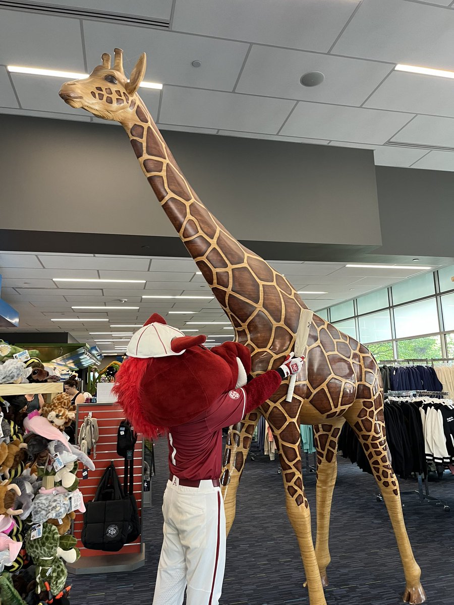 RibbyRazorback's tweet image. It’s almost game time in Omaha. My visit with some really big fans at the Omaha Zoo has me ready to cheer @RazorbackBSB tonight.
Go Hogs beat LSU