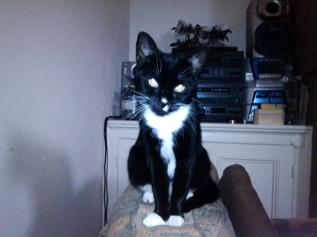 pooksdriver's tweet photo. @jk_rowling I didn’t care that much that my three cats (who have now sadly passed) where called Gryff, Severus (pictured) and Riddle https://t.co/roXLr8WBNB