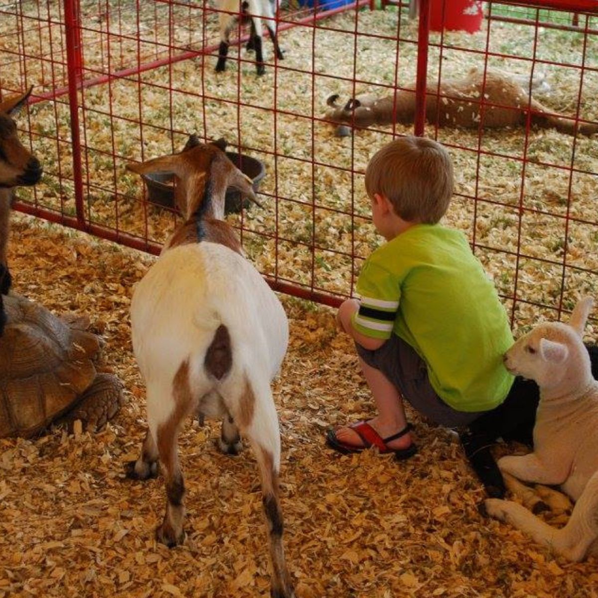 We are truly blessed to have an AMAZING petting zoo at the Madison County Fair!
Stop by to check it out!
Free to all fair goers. 😃