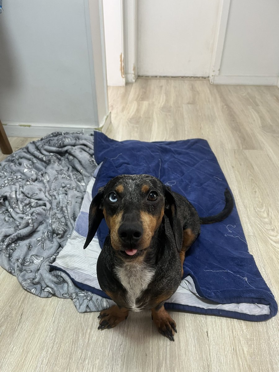xxmarkito's tweet photo. 7 anos de azar pra quem não der oi pra Cecília 

#salsichas #salsichinhas #Dachshunds https://t.co/buFXzfcLvx