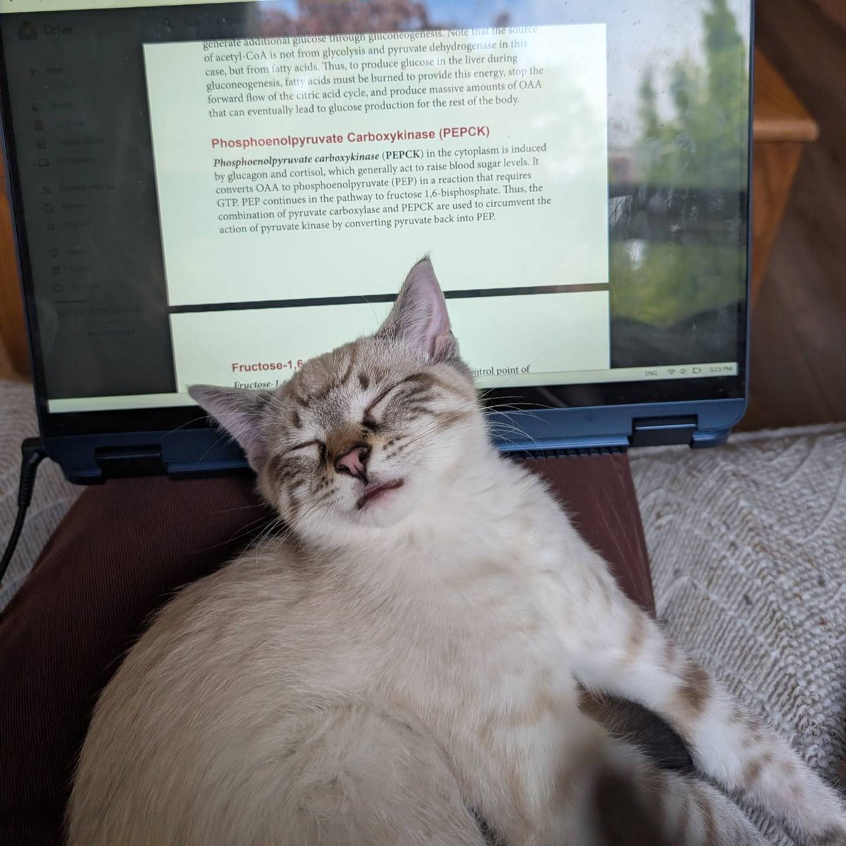 Happy tails from the Ontario SPCA Orangeville &amp; District Animal Centre! Ozzy (formerly Christian) is now a pro snuggler, tail-chaser &amp; biochem study buddy. His people say he's a velcro baby with lots to say—and he’s made life so much better. 💛 ontariospca.ca/adopt