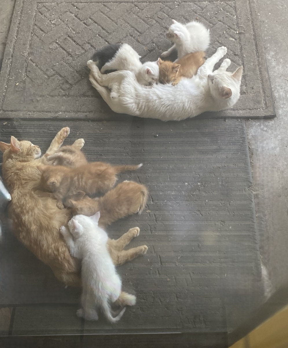 When you see it...
#cats  #kittens