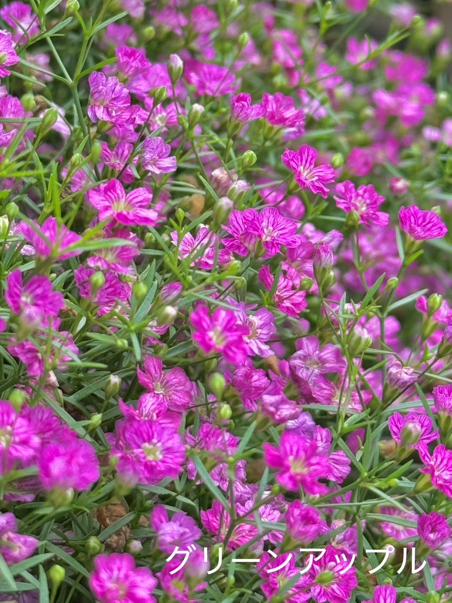 アップル様♡ありがとうございます♡ 綠意家園 每個行動都充滿愛.ixm