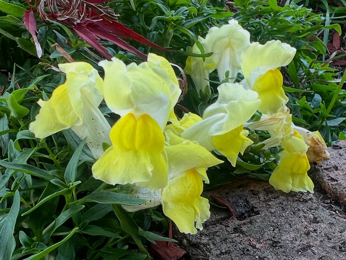 Happy Sunday #bloomscrolling