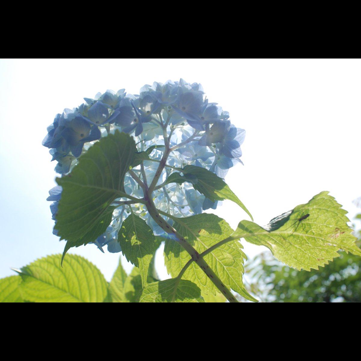 Tonchan58's tweet photo. #紫陽花を仰ぐ
#NIKOND60
#SOLIGOR WIDE-AUTO 1:2.8 f=28mm
#1971年 昭和46年 発売
https://t.co/2MUOWTcniD
#国産オールドレンズ図鑑
#感写 #春日原 #CLOVEとんちゃん https://t.co/HJtxF1syGj