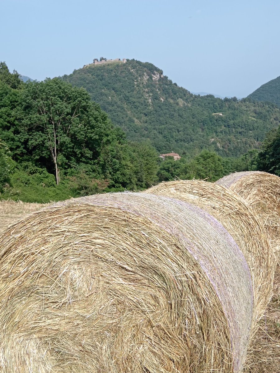 xaiecologic's tweet photo. Aquest és el tresor del muntanyenc.
#Herba
#OrVerd https://t.co/UcdZ8a8QZW
