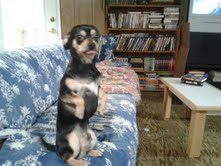 DrTomMartinPhD's tweet image. &quot;Don&apos;t Even Try To Blame This Shit On Democrats (pic. me giving a RASPBERRY).
Even Us Animals (which you are also. An Animal.), In The Animal Kingdom Know It&apos;s: PUTIN/TRUMP!&quot;--DeeOhGee 
#ExtraRASPBERRY