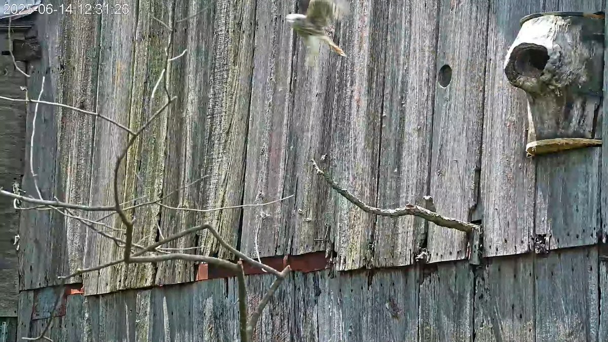 12:31 6/14 The fourth kestrel chick just fledged. There is just one left in the nest box.