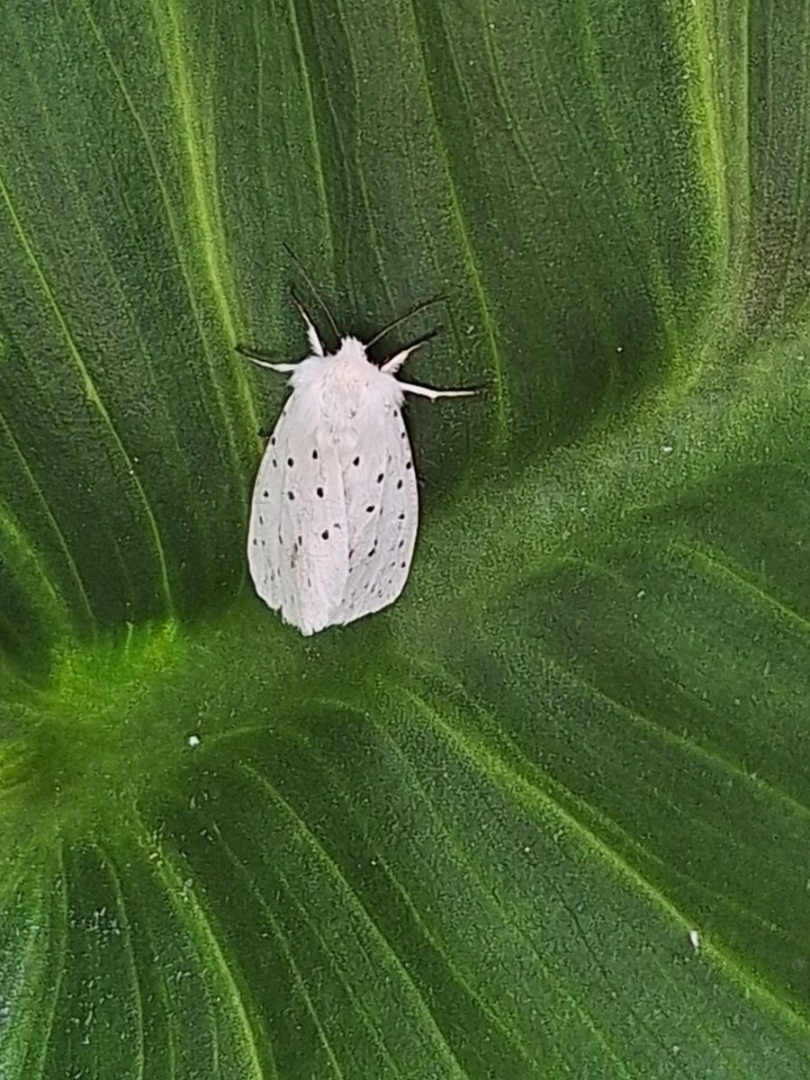An Ermine moth relaxing on an Arum lily leaf #erminemoth #moths ##arumlily