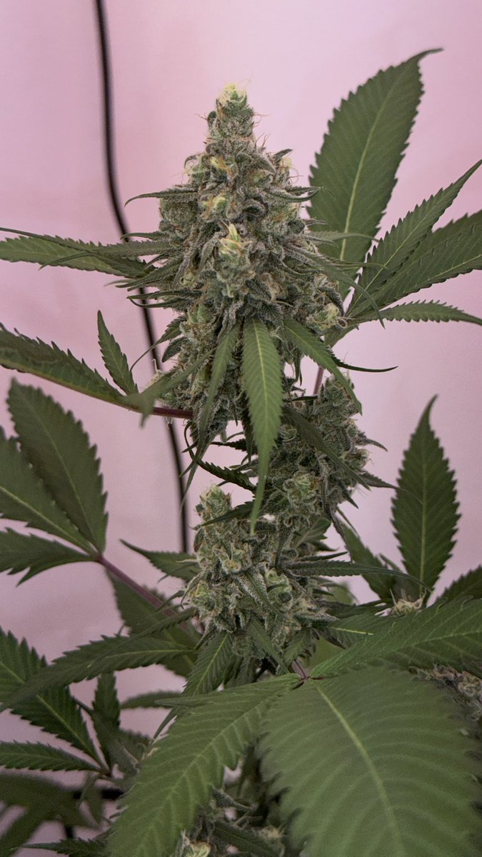 Terpy_Thom's tweet photo. Moose &amp; Lobsta 🫎🦞 getting chunky, end of week 7

Bred by @DynastyGenetics @ProfessorP https://t.co/HAH8OyCDgc