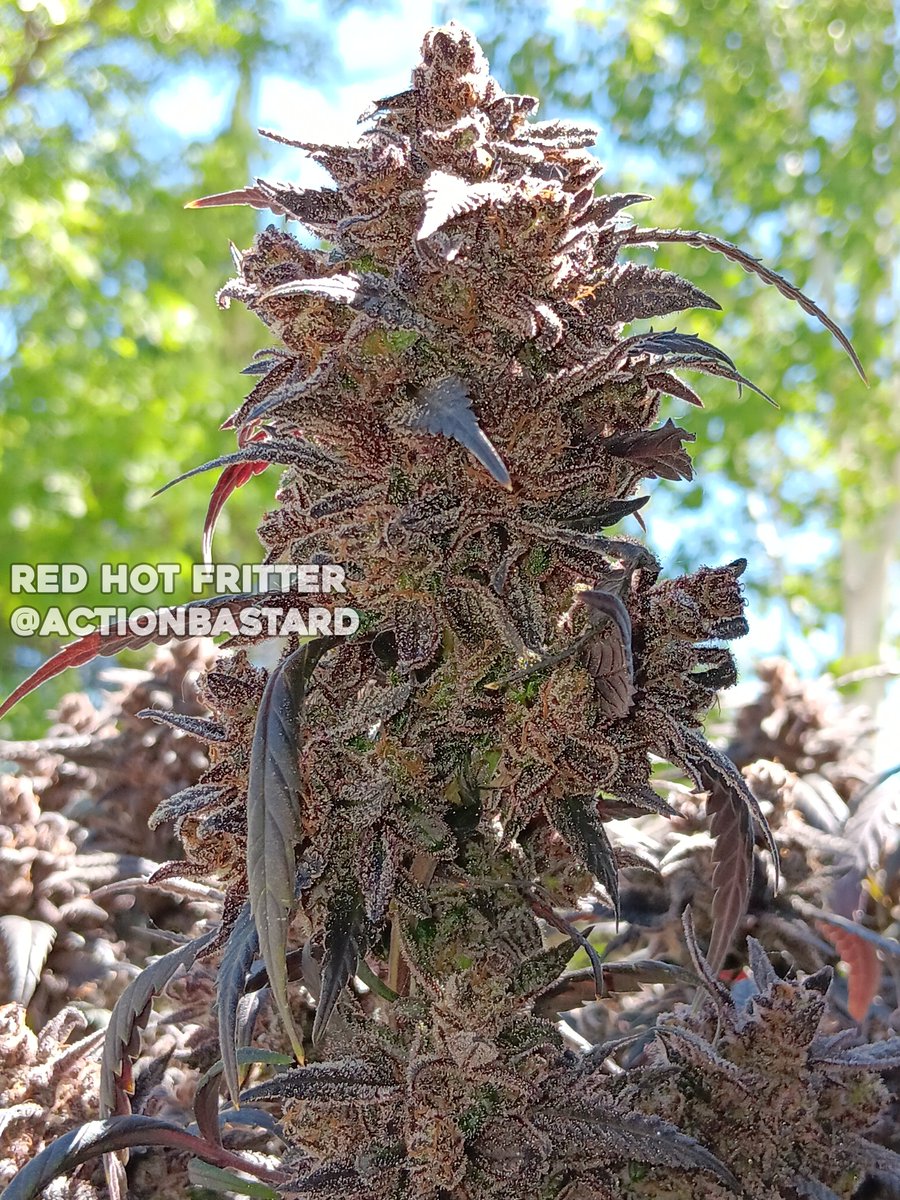 Red Hot Fritter 🔥
Grown/Photo by ActionBastard (Discord)
Bred by #RobinHoodSeeds

#cannabis #cannabiscultivation #nugshot