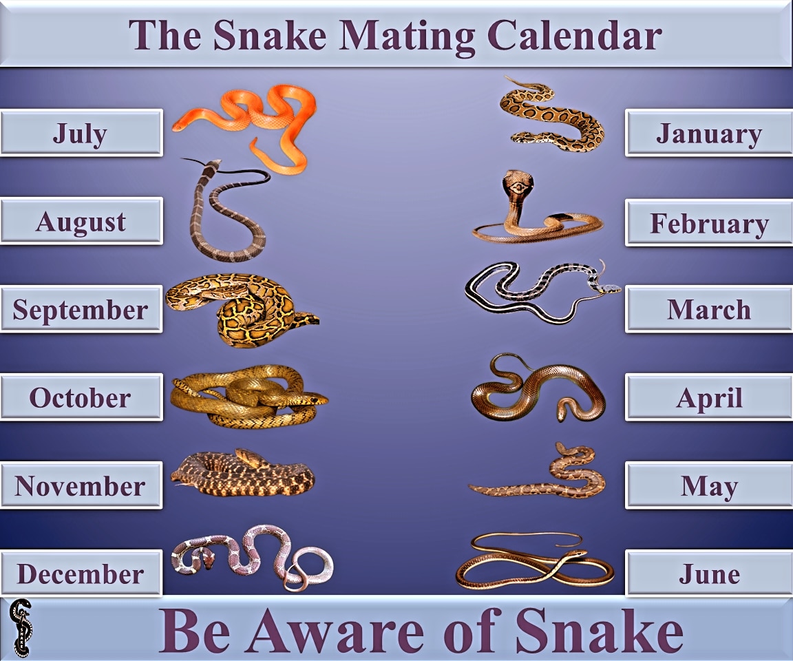 Snakes are misunderstood and often killed out of fear, not facts.
In Bangladesh, 80% of snakes are non-venomous.
If we educate ourselves and respect their mating seasons, harmful encounters can be reduced.

Know the facts. Stop the fear. Save the snakes.