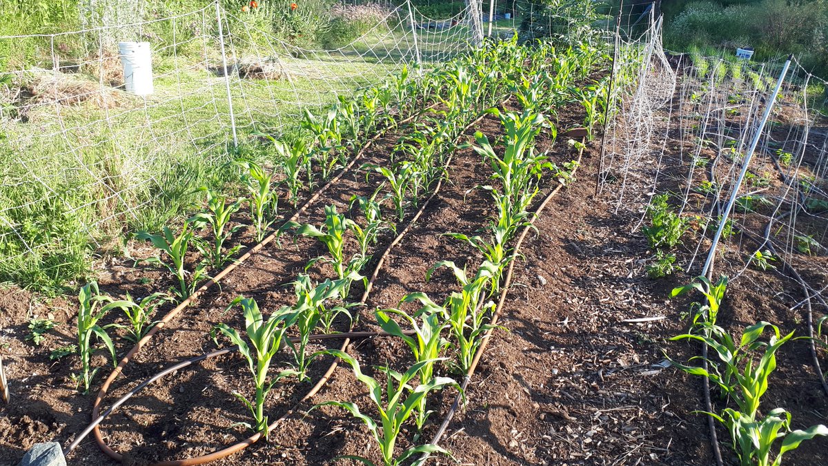 The corn is coming up nicely. 
#artogorria 
#grandrouxbasque