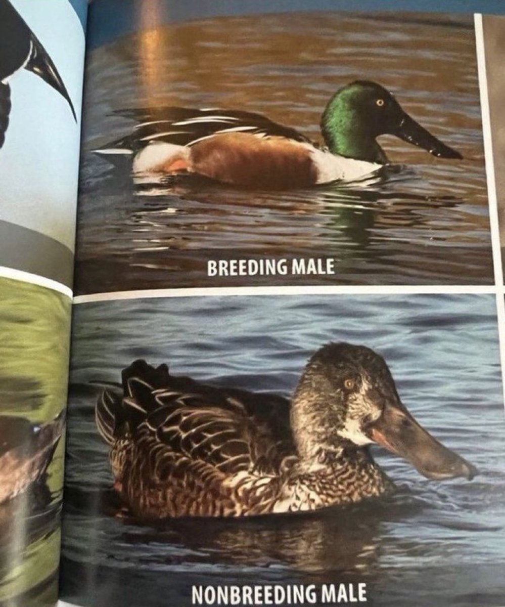 DudespostingWs's tweet image. What zero hens does to a dude