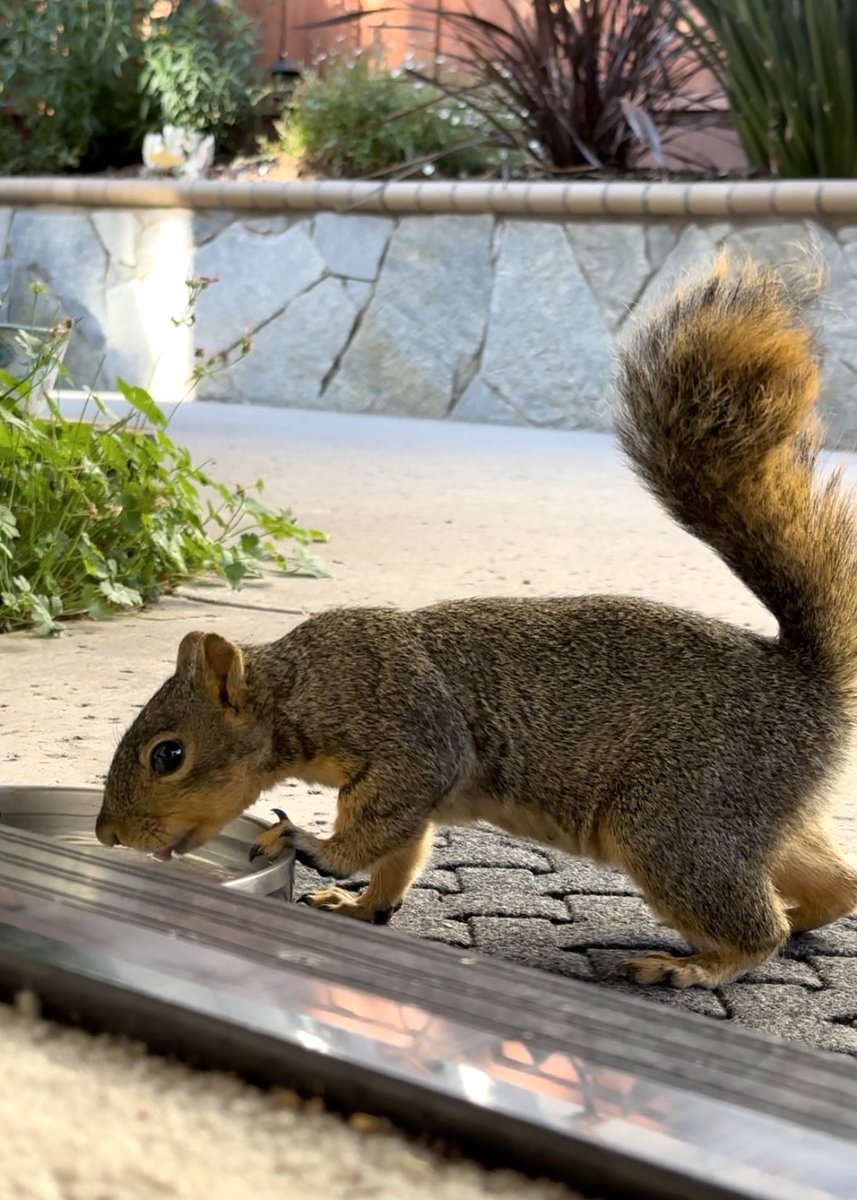 squirrelbuzz's tweet image. We always serve bottomless water bowls here at the #squirrelcafe ☕️🐿️ #squirrels #squirrelscrolling