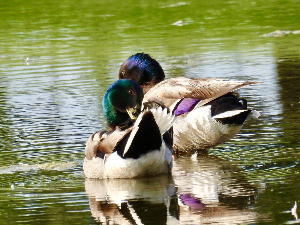 Lisa W (@msbehavior) on Twitter photo When I tell you I died of excitement seeing this purple headed mallard I am not underselling my reaction! What a fricking amazing find today! <a href="/TravelManitoba/">Travel Manitoba</a> When I tell you I died of excitement seeing this purple headed mallard I am not underselling my reaction! What a fricking amazing find today! <a href="/TravelManitoba/">Travel Manitoba</a>