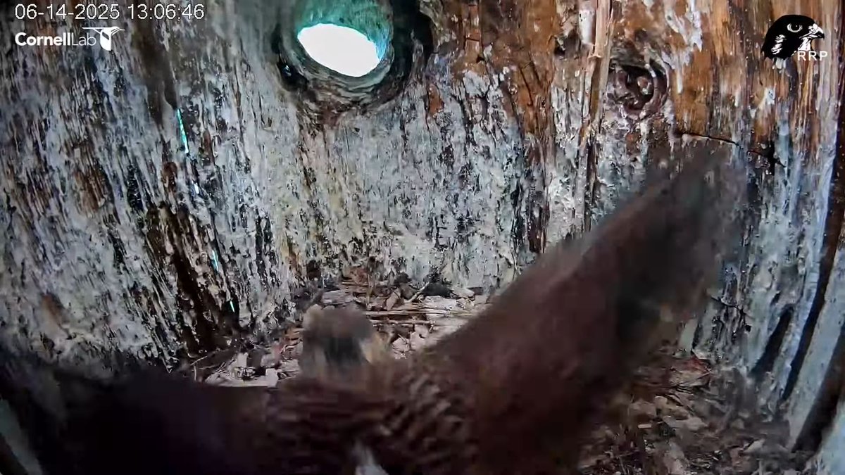 13:06 6/14 Getting her wings ready...
