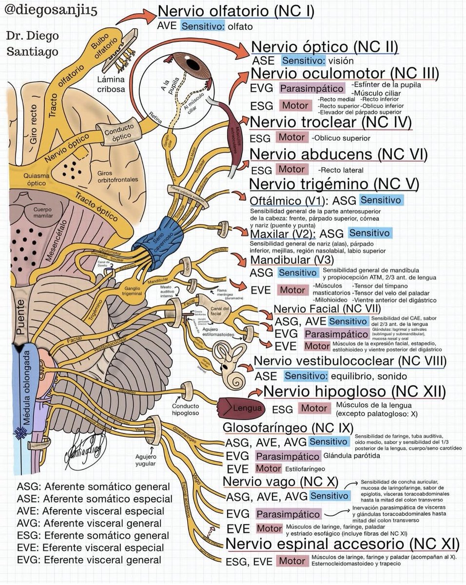 Love the cranial nerves