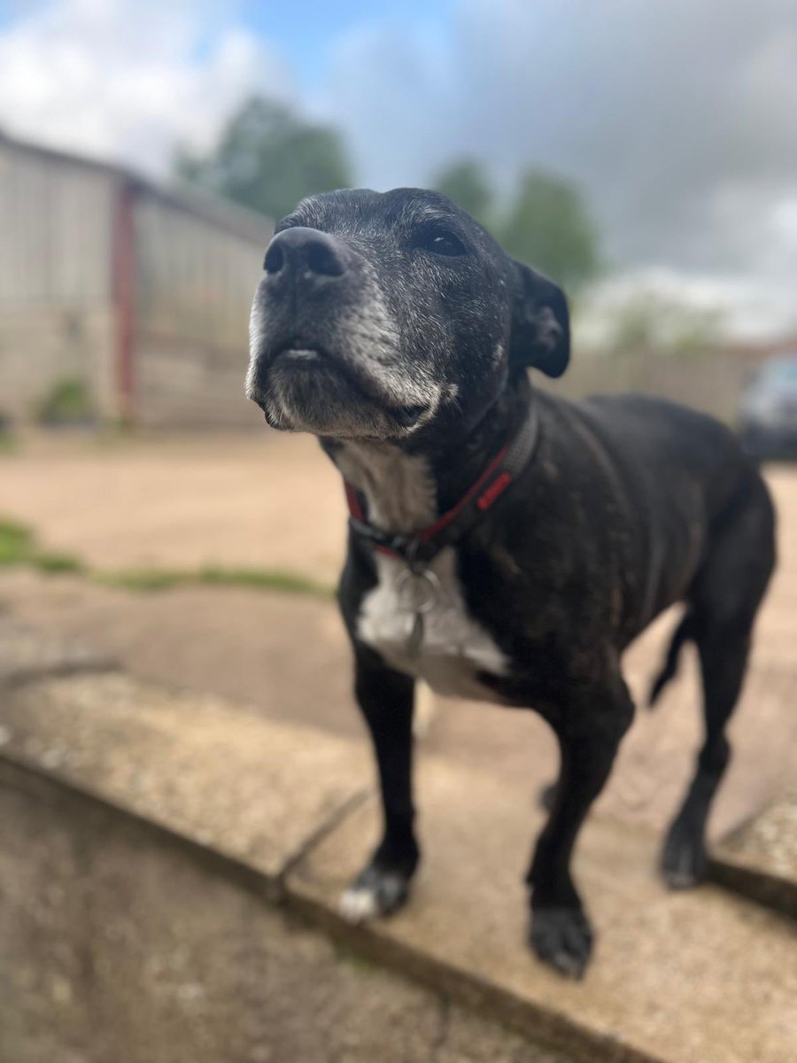 Retired Police Dog Stella the Staffie (@rpd2025stella) on Twitter photo Its #StaffieSaturday
Dad has been looking after us while mum went off to stay in Bath to see <a href="/robbiewilliams/">Robbie Williams</a> last night she had an amazing time Its #StaffieSaturday
Dad has been looking after us while mum went off to stay in Bath to see <a href="/robbiewilliams/">Robbie Williams</a> last night she had an amazing time