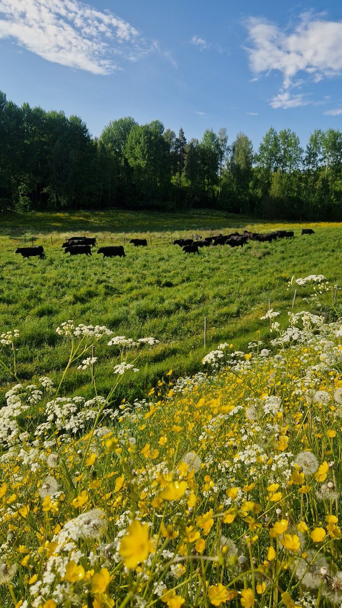 Laiduntavat lehmäni 💚