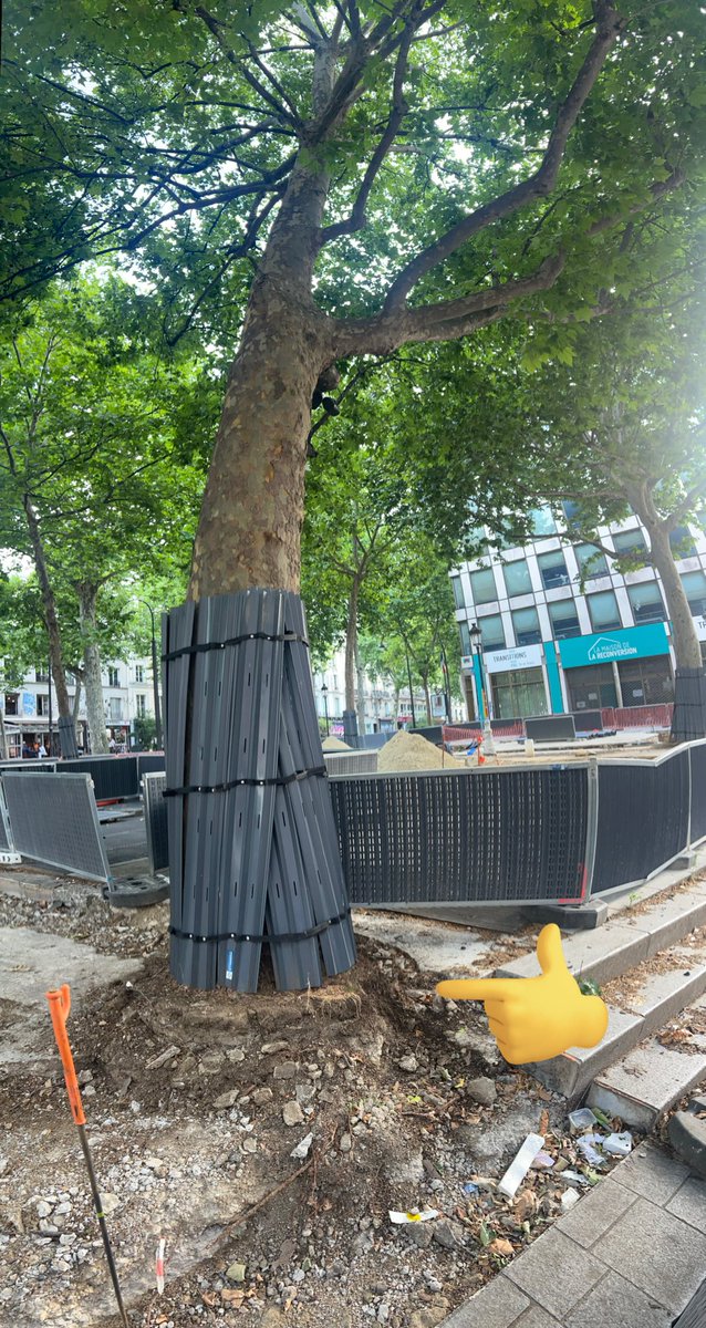Rue René Boulanger: une grande inquiétude pour ces magnifiques arbres dont les racines sont mises à mal par des énièmes travaux municipaux. 💀