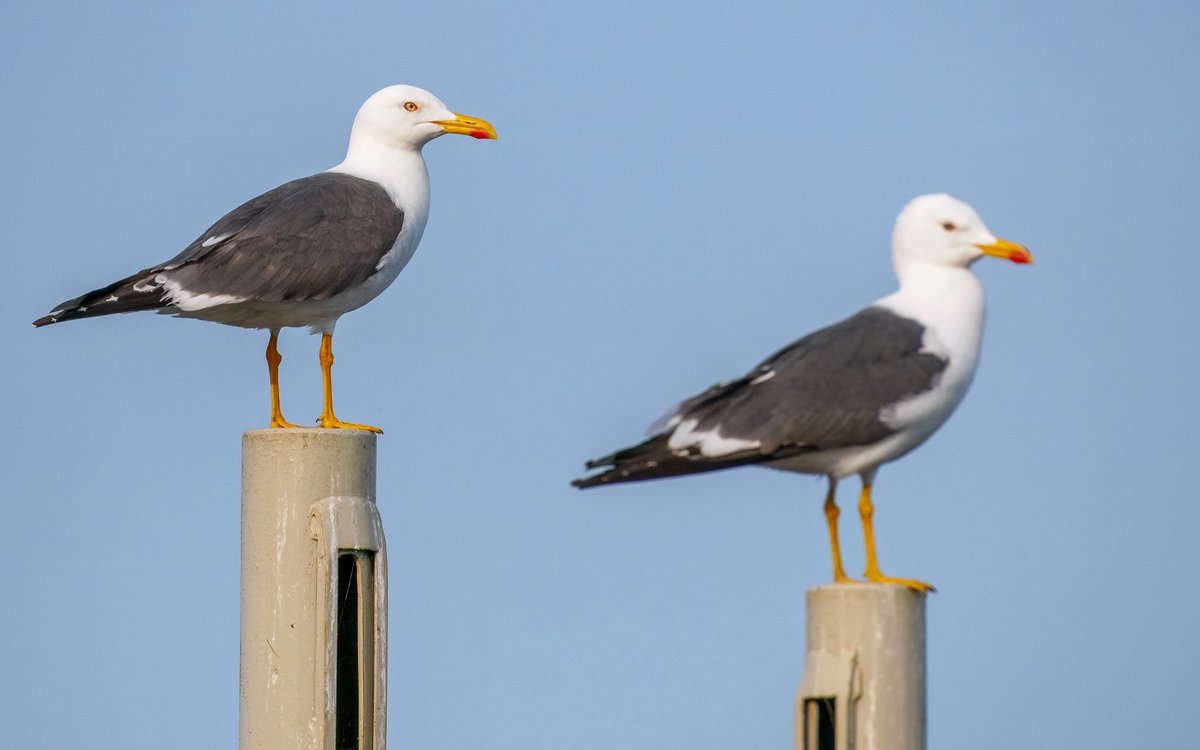 Elliott81758817's tweet image. Since I've been back from the Camargue, I have been, of course, making regular visits to Patch at Walthamstow Wetlands but generally not seeing much. Cuckoo, Hobby, Great Black-backed Gull with chicks, lots of fledged passerines, Norfolk Hawker and Broad-Bodied Chasers.