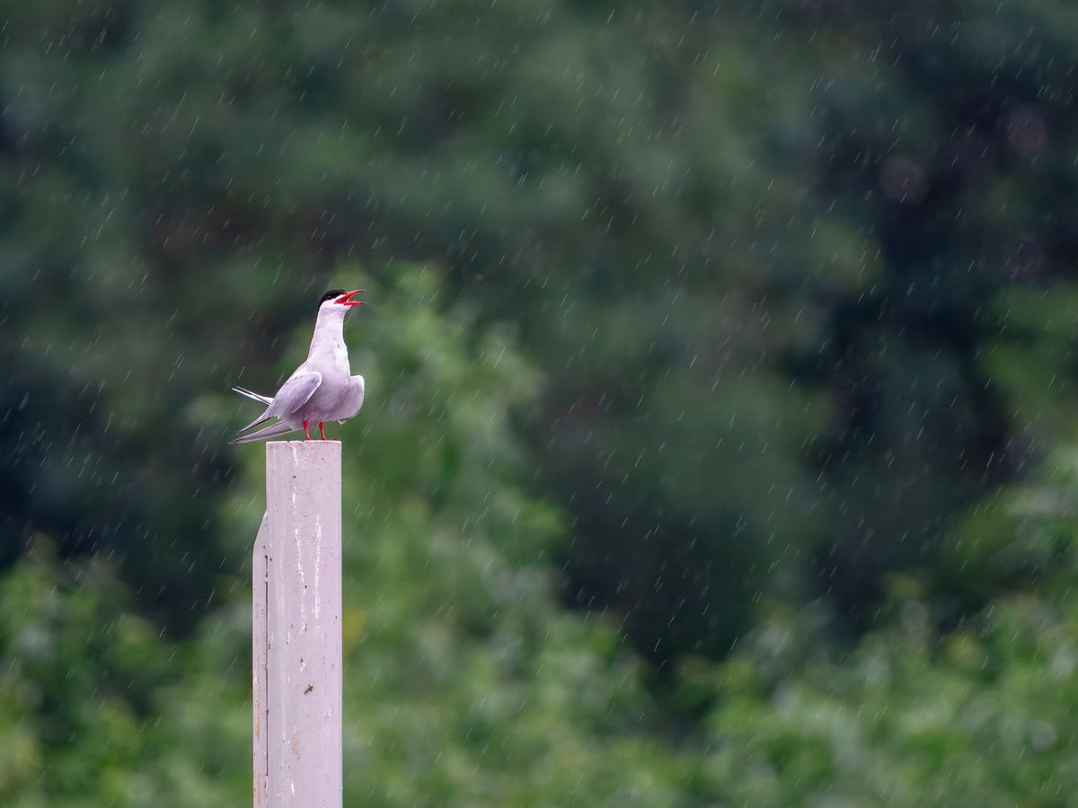 Elliott81758817's tweet image. Since I've been back from the Camargue, I have been, of course, making regular visits to Patch at Walthamstow Wetlands but generally not seeing much. Cuckoo, Hobby, Great Black-backed Gull with chicks, lots of fledged passerines, Norfolk Hawker and Broad-Bodied Chasers.