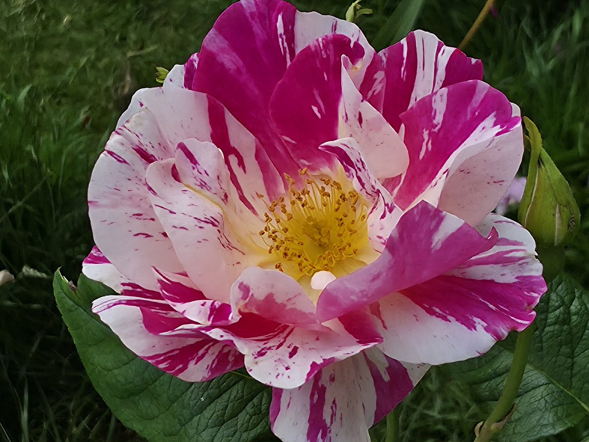 ShaunDPocock's tweet photo. The King's Rose™
(Ausa27a16) English Shrub Rose Bred By David Austin

#davidaustin #davidaustinenglishroses #davidaustinrosegarden #davidaustinroses #englishroses #beautiful #floral #gallica #flowerphotography #garden #gardenroses #nature #naturephotography #photography #rose https://t.co/g88zL15Eie
