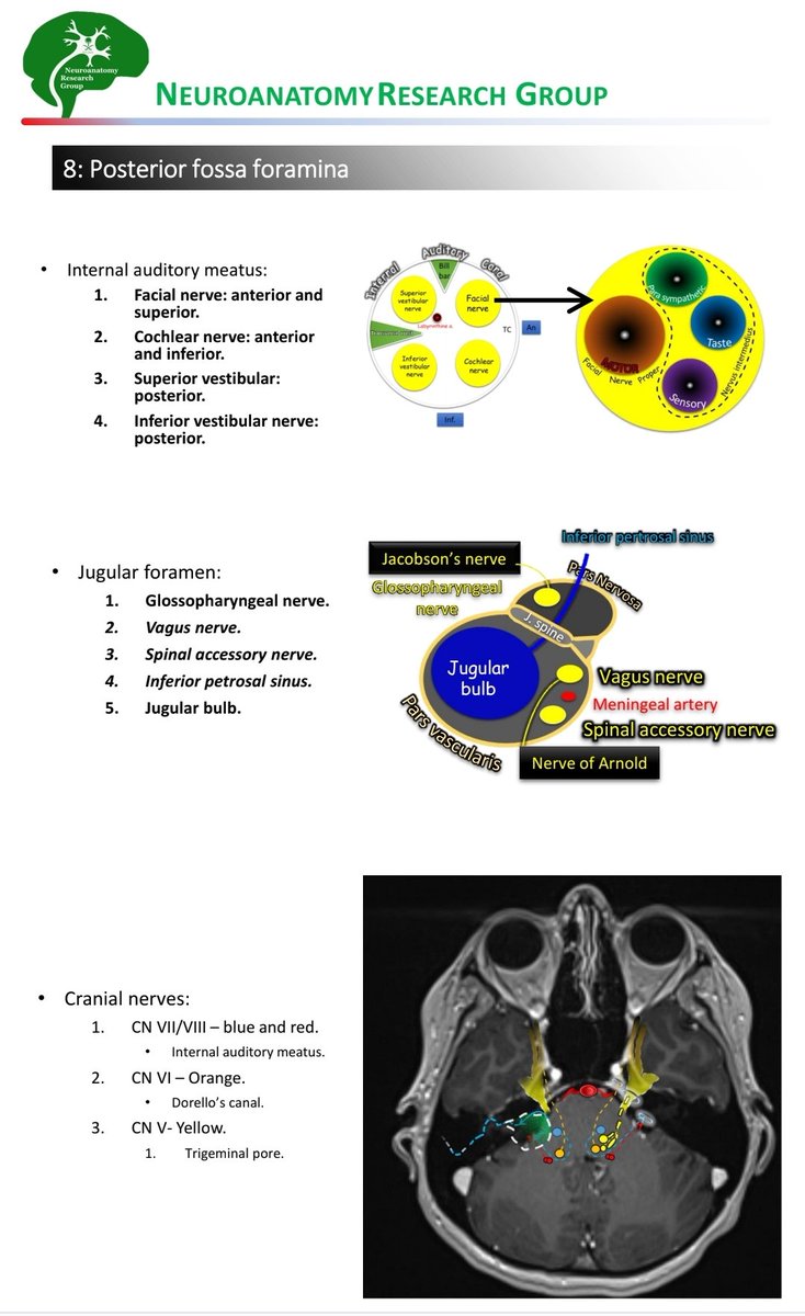 Neuroanatomy Research group (@neuroanatomyrg) on Twitter photo ๐ง ๐ฅ๐ฒ๐๐ฟ๐ผ๐๐ถ๐ด๐บ๐ผ๐ถ๐ฑ ๐๐ฝ๐ฝ๐ฟ๐ผ๐ฎ๐ฐ๐ต
๐ 8. Posterior Fossa Anatomy โ Cranial Nerves & key foramina:
โ
Internal Auditory Meatus (CN VII/VIII)
โ
Jugular Foramen (CN IX/X/XI)
โ
CN VI โ Dorelloโs canal
โ
CN V โ Trigeminal pore
๐ Essential neuroanatomy for skull base & ๐ง ๐ฅ๐ฒ๐๐ฟ๐ผ๐๐ถ๐ด๐บ๐ผ๐ถ๐ฑ ๐๐ฝ๐ฝ๐ฟ๐ผ๐ฎ๐ฐ๐ต
๐ 8. Posterior Fossa Anatomy โ Cranial Nerves & key foramina:
โ
Internal Auditory Meatus (CN VII/VIII)
โ
Jugular Foramen (CN IX/X/XI)
โ
CN VI โ Dorelloโs canal
โ
CN V โ Trigeminal pore
๐ Essential neuroanatomy for skull base &