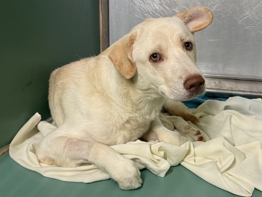 🚨 Last call for 1-y/o Casper, now under kill command. Listed for medical - caught pneumonia &amp; eating little - needs a vet. Surrendered b/c owner homeless. Super scared &amp; sick, neutered, young &amp; cute. Likes treats.