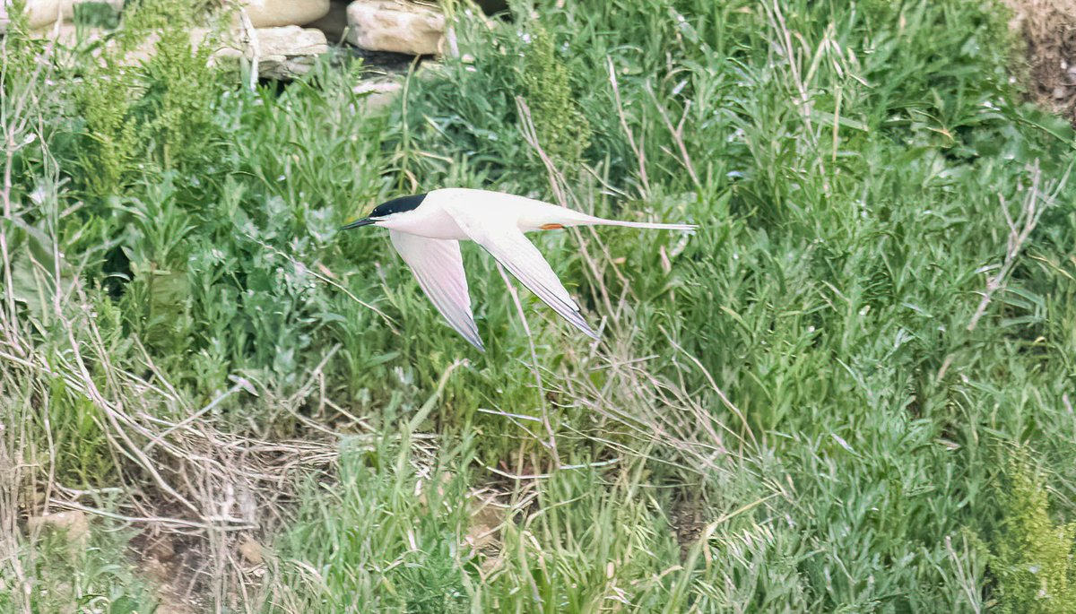 Benbbirder's tweet image. Roseate tern. @aquilabirding @A_ZofWonderment @BBCSpringwatch
