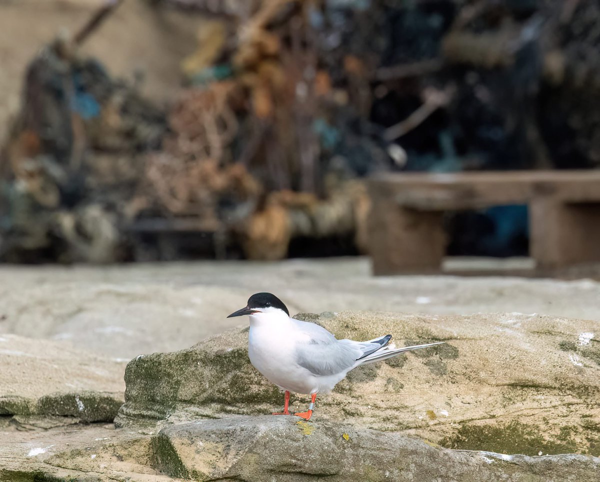 Benbbirder's tweet image. Roseate tern. @aquilabirding @A_ZofWonderment @BBCSpringwatch