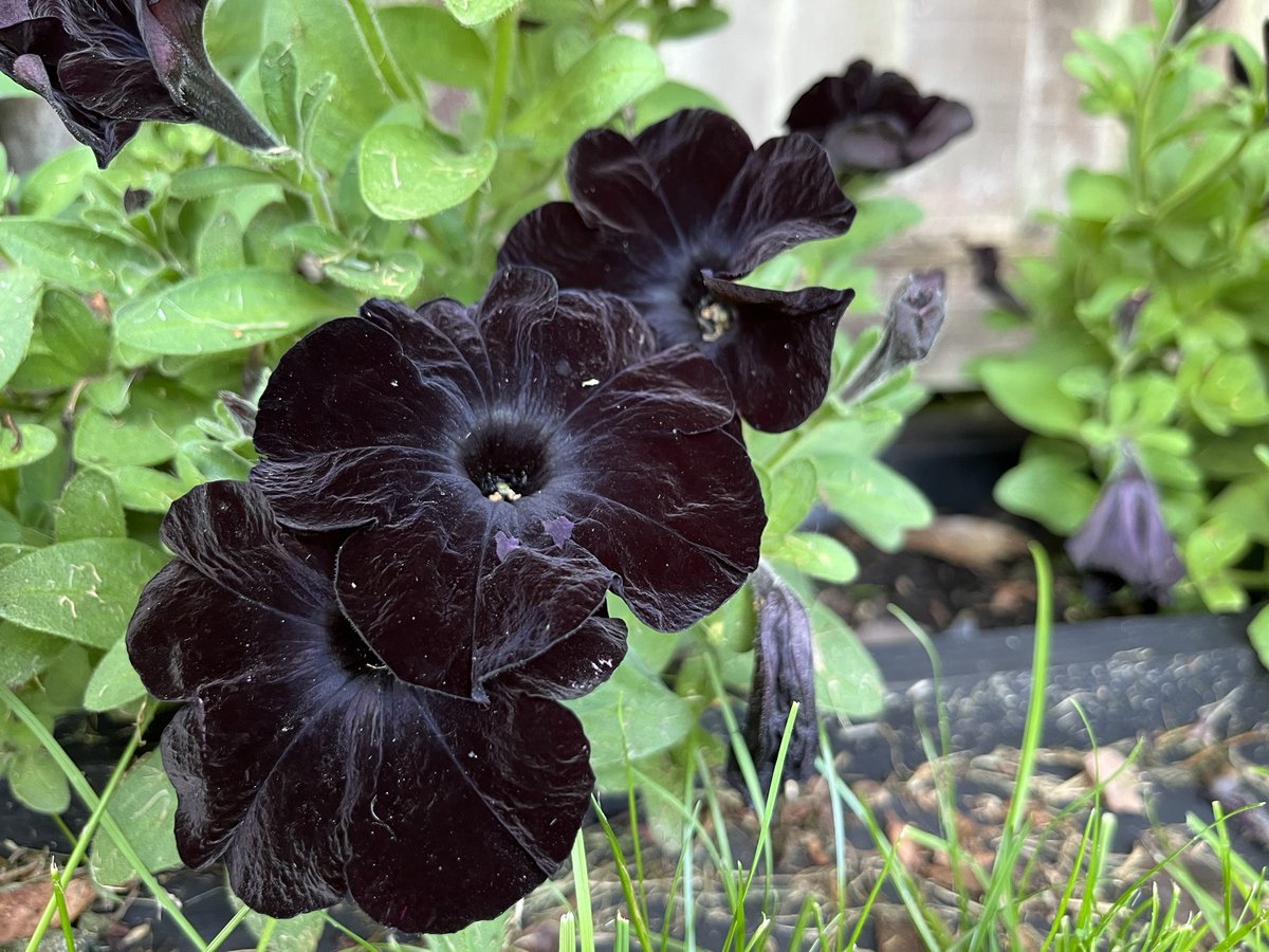 digitalplantpot's tweet image. I managed to get outside in the garden for a bit this afternoon to check on everything after the torrential rain.
I have my first tobacco flowers and the opium poppies are just about to pop. As well as some monochromatic flowers 🌸❤️😱 #GardeningX #Blooming