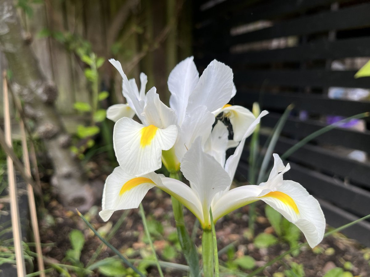 digitalplantpot's tweet image. I managed to get outside in the garden for a bit this afternoon to check on everything after the torrential rain.
I have my first tobacco flowers and the opium poppies are just about to pop. As well as some monochromatic flowers 🌸❤️😱 #GardeningX #Blooming