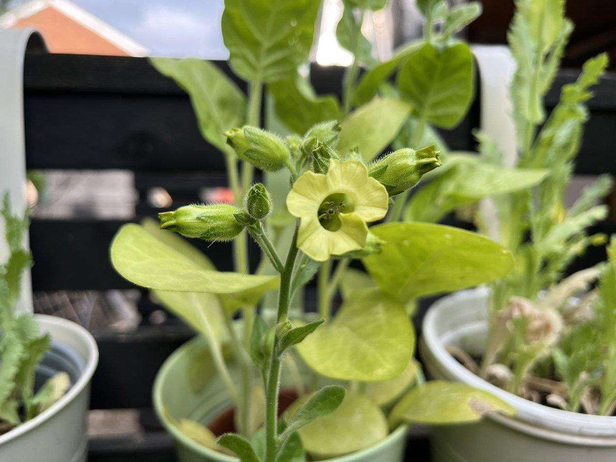 digitalplantpot's tweet image. I managed to get outside in the garden for a bit this afternoon to check on everything after the torrential rain.
I have my first tobacco flowers and the opium poppies are just about to pop. As well as some monochromatic flowers 🌸❤️😱 #GardeningX #Blooming